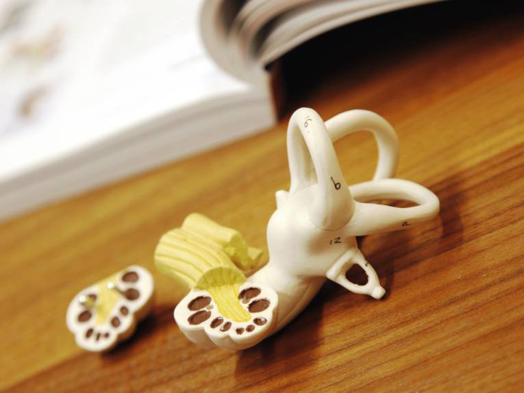 Modell der Hörschnecke